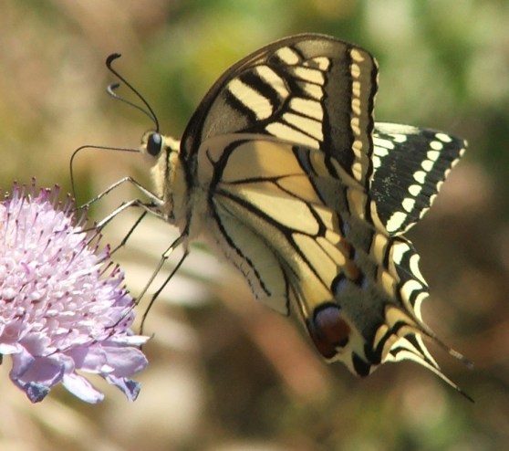 Swallowtail butterfly by Rebecca Nesbit
